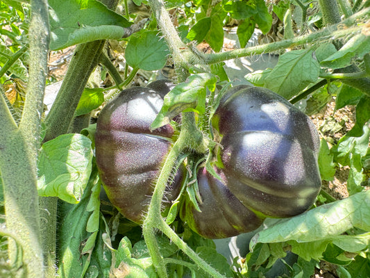 The Black Beauty Tomato: A Look at the Darkest Delicious
