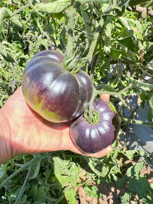 From Tiny Seed to Delicious Tomato: A Guide to Starting Your Tomato Journey