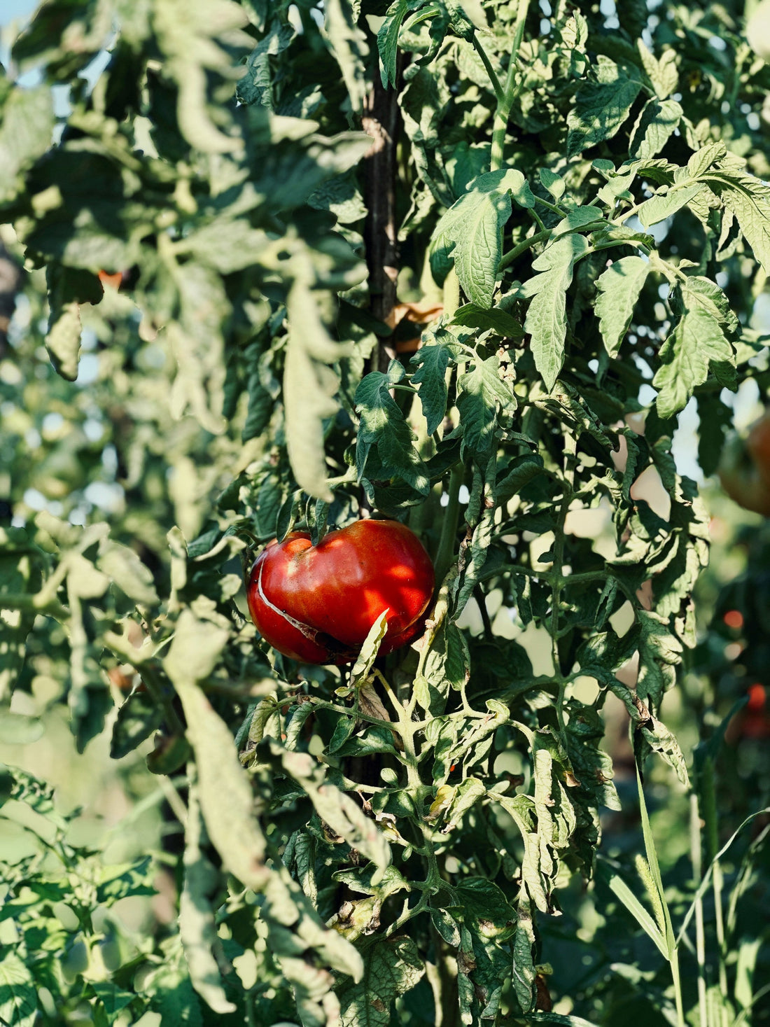 How to grow tomatoes at home