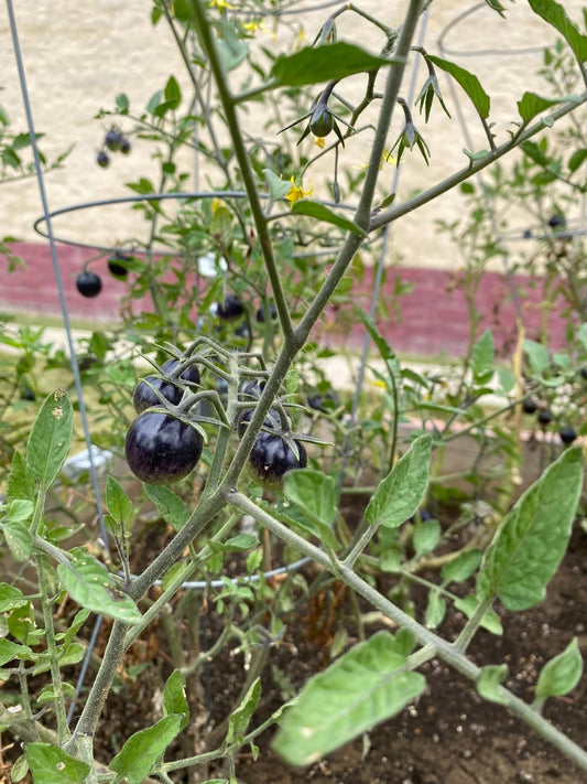 Black cherry tomato