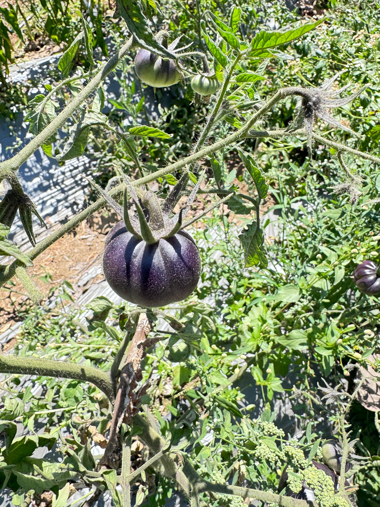 Black Beauty Heirloom Tomato premium Seeds Packet
