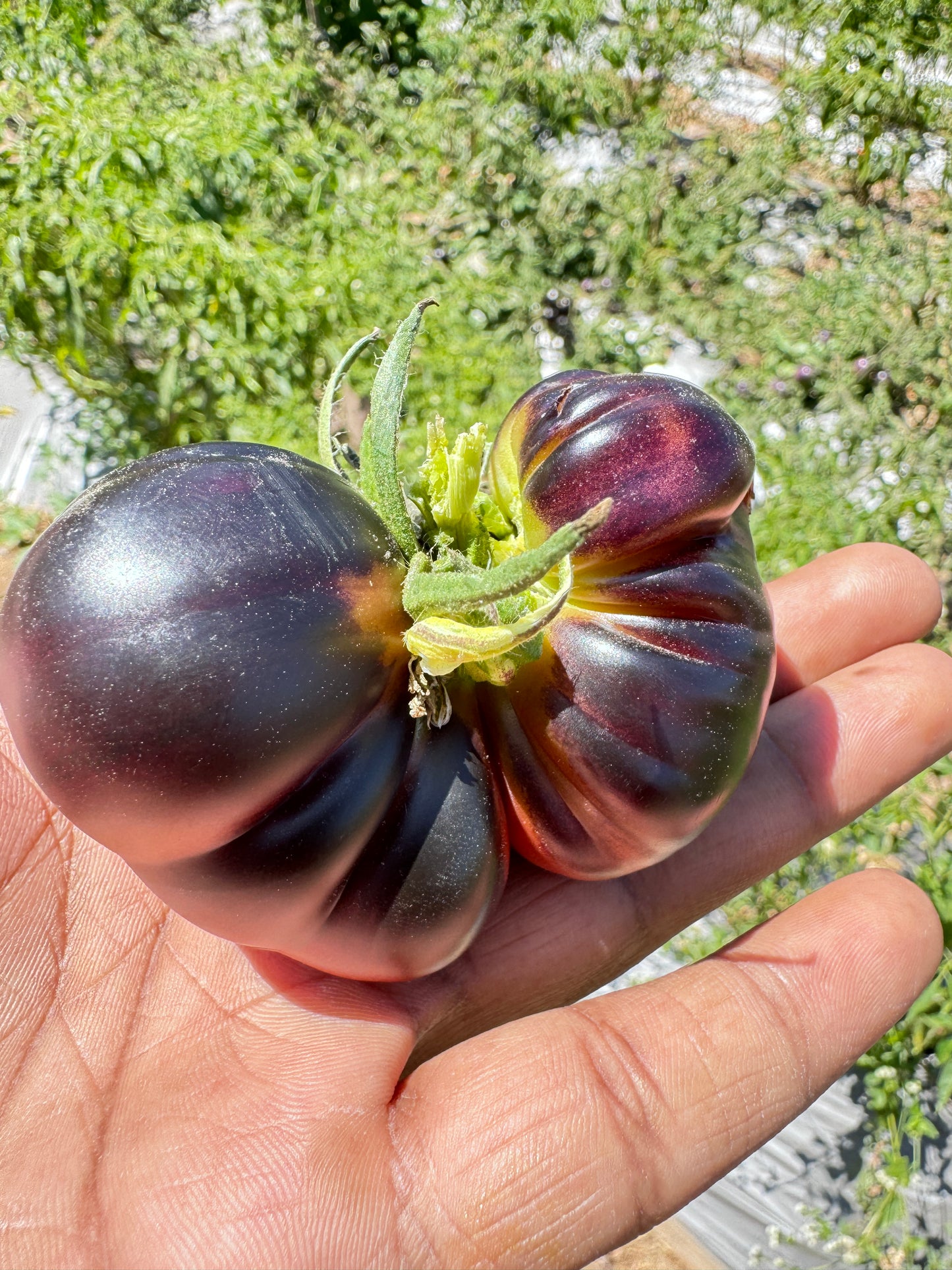 Black Beauty Heirloom Tomato premium Seeds Packet