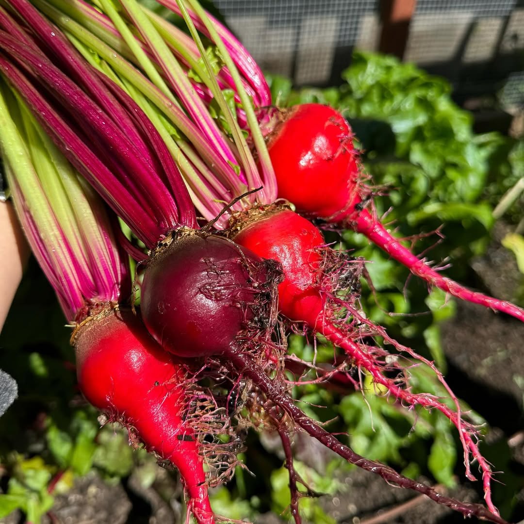 Beetroot ruby queen seeds