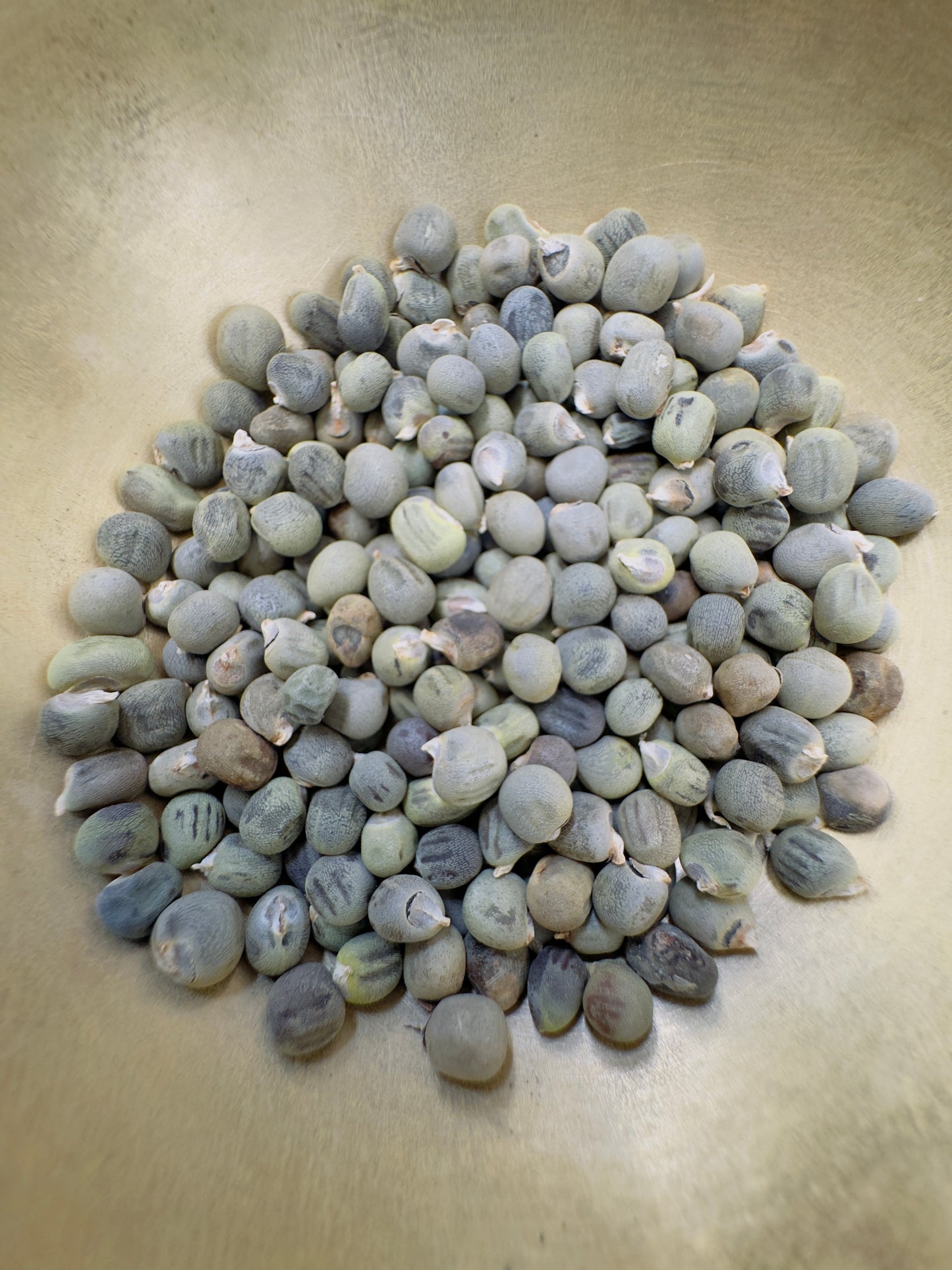 Elephant tusk okra seeds