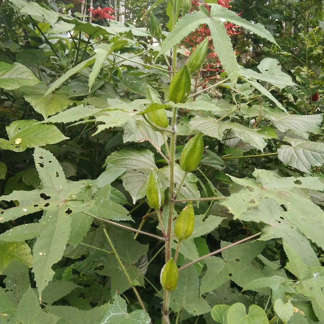 Kasturi okra