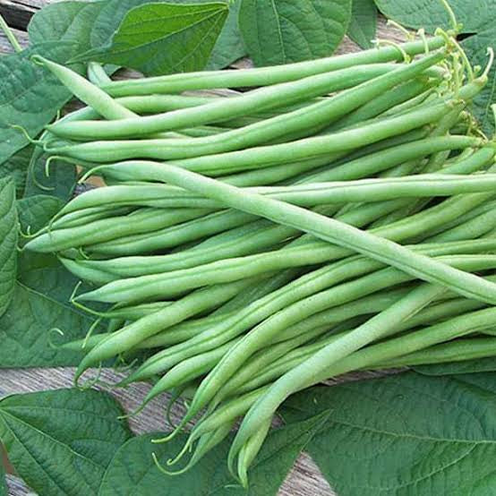 Green bush bean