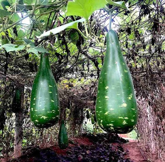 Green bottle gourd