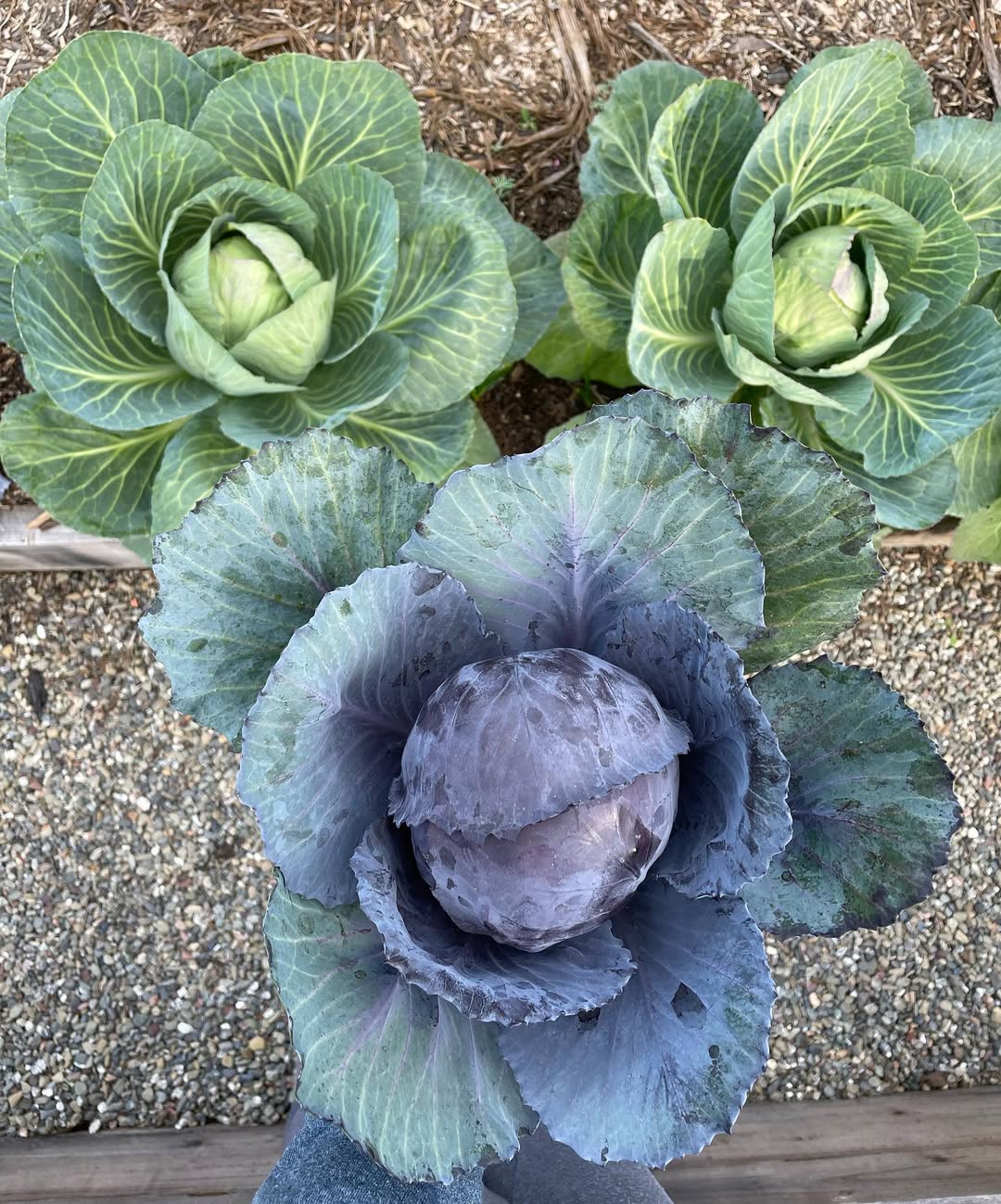 Purple cabbage seeds