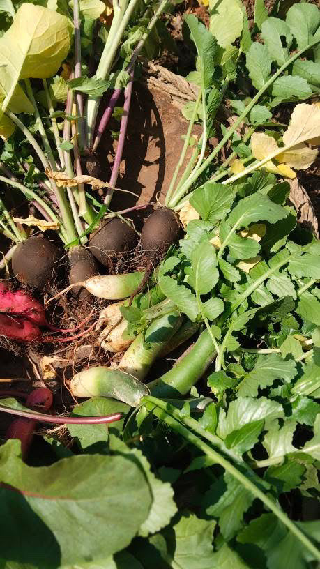 Green meat radish