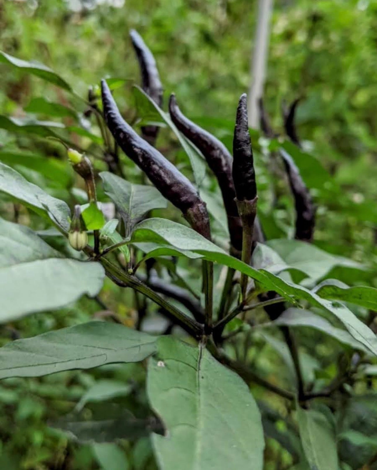 Black cobra chilli