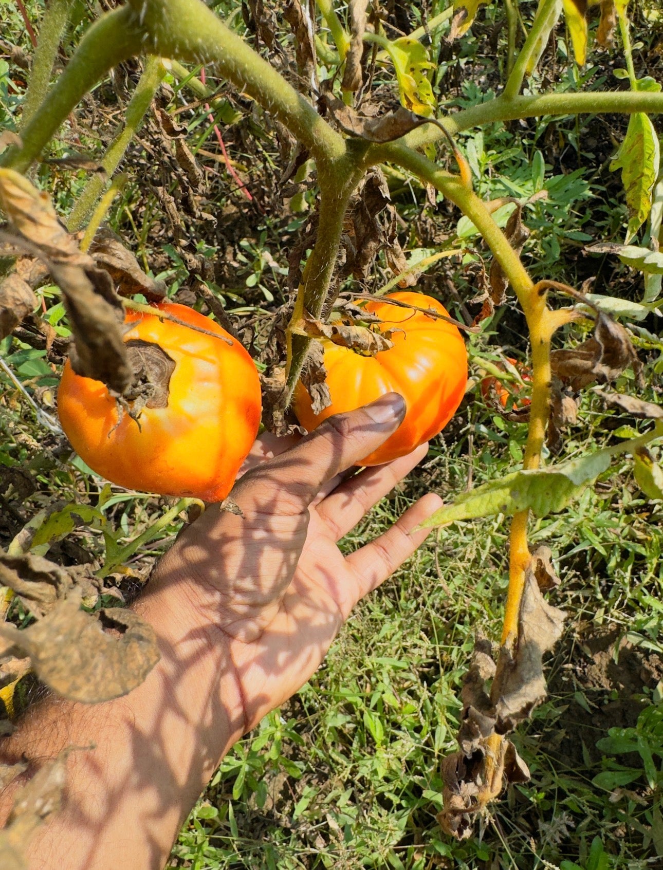 ox heart tomato