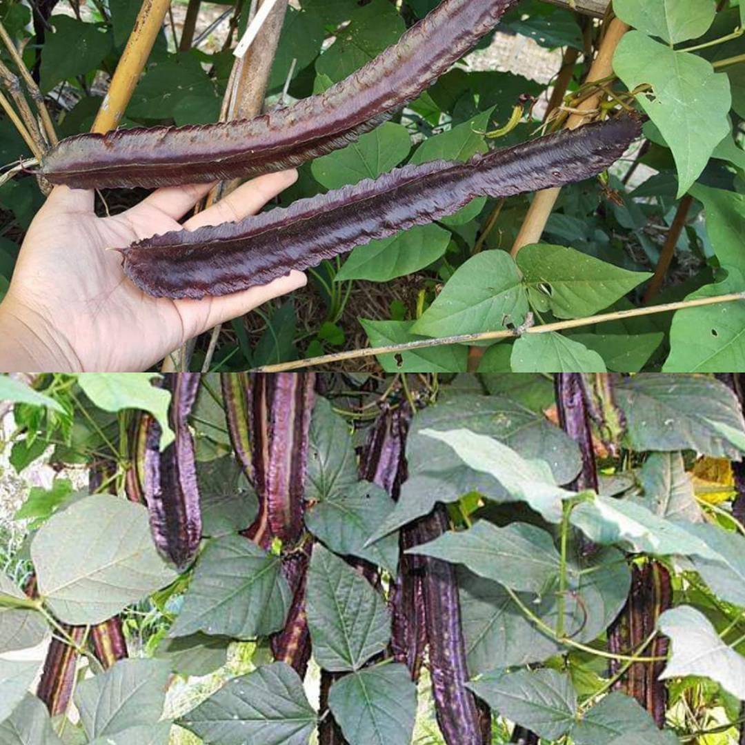 Purple winged bean