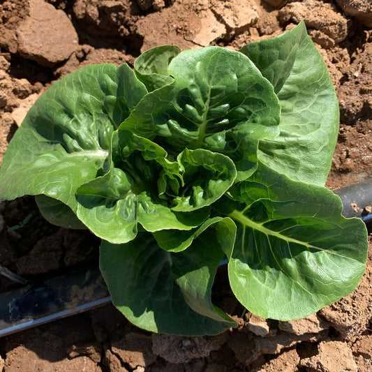 Lettuce little gem