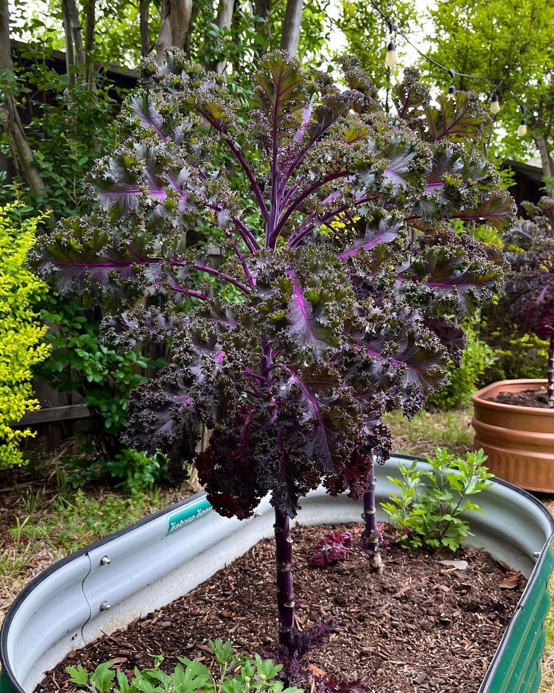 Kale purple
