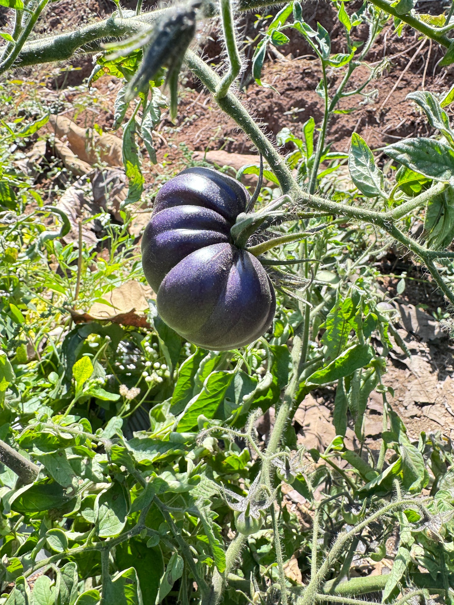 Black Beauty Heirloom Tomato premium Seeds Packet