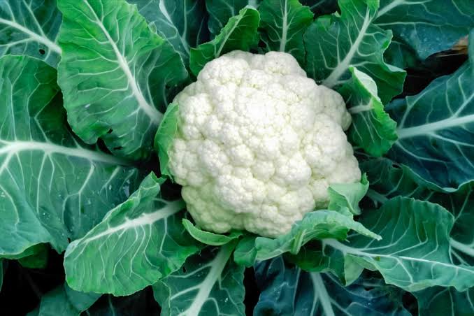Snowball Cauliflower