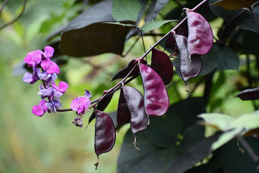 Purple hyacinth beans seeds