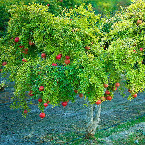 Pomegranate tree seeds