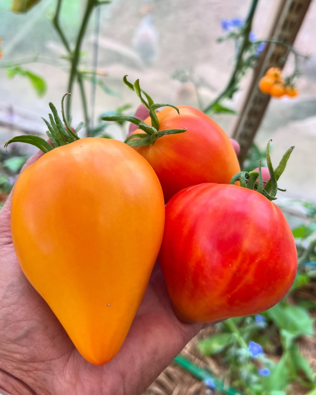 Midnight sun tomato seeds