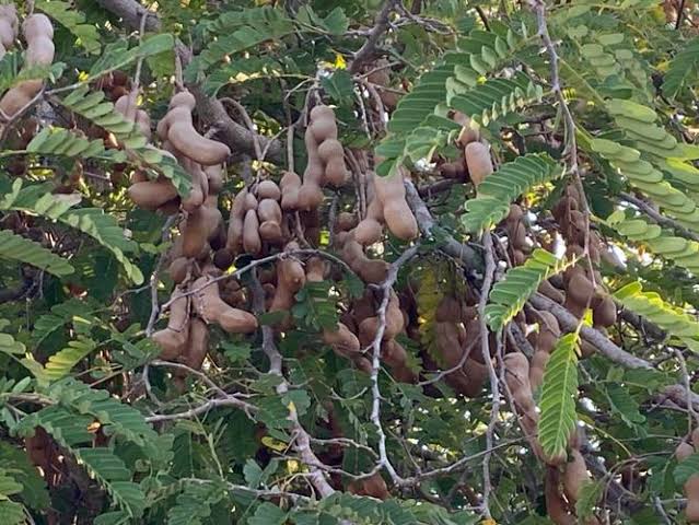 Tamarind tree seeds