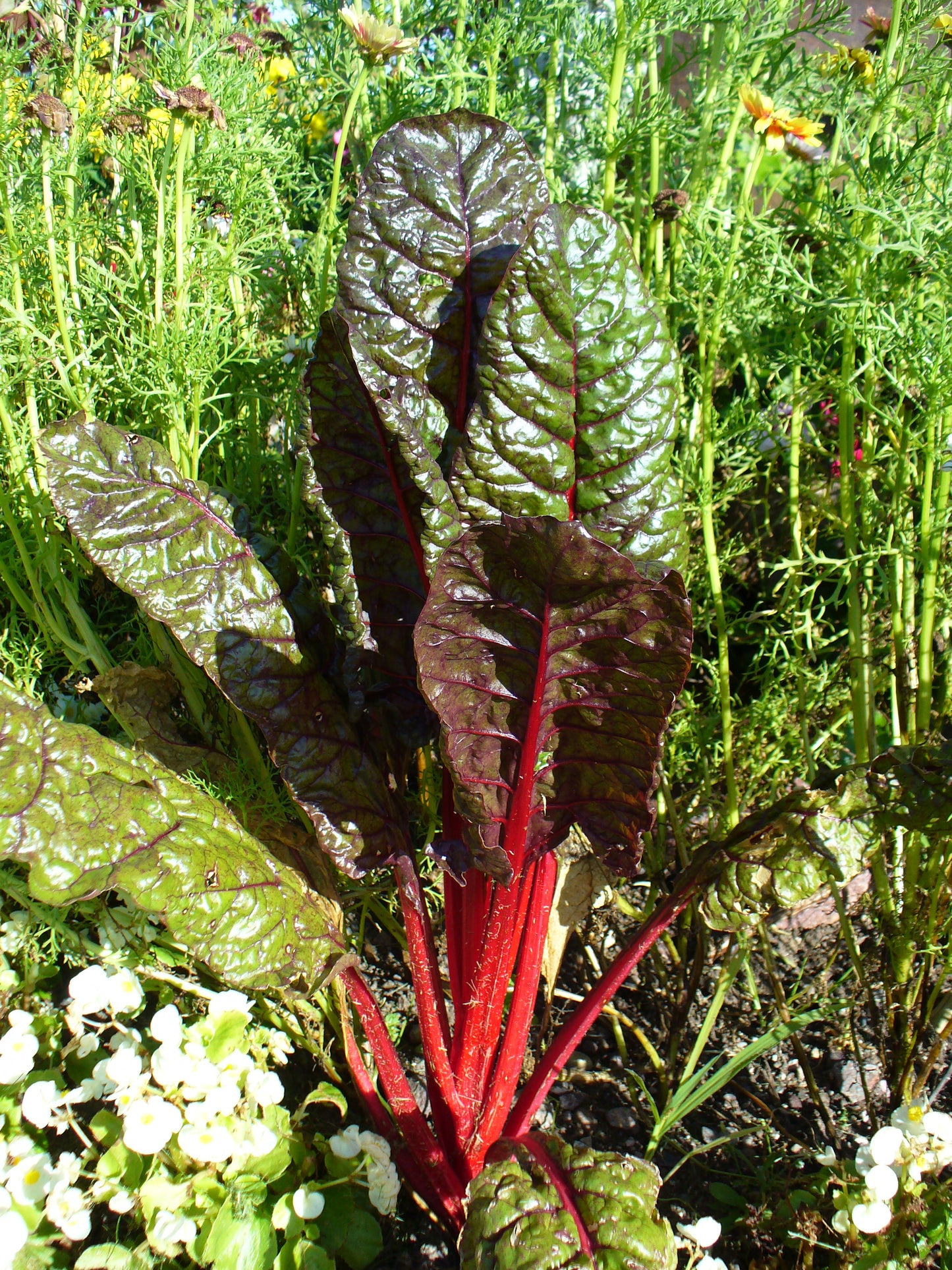 Swiss chard