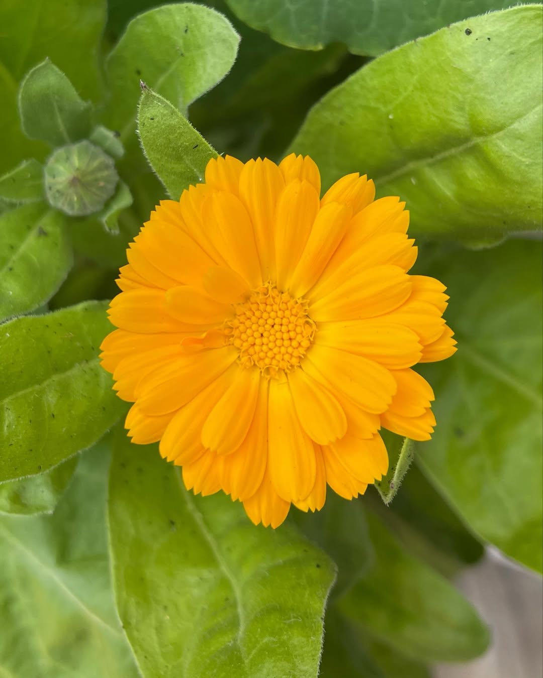 Resina calendula seeds