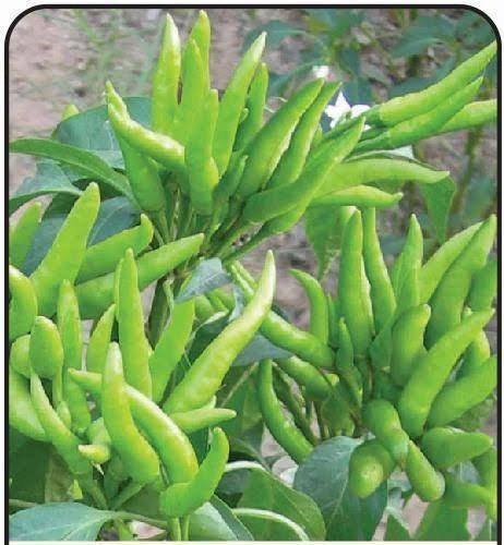 Surajmukhi cluster chilli