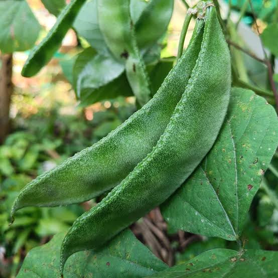 Lablab bush bean