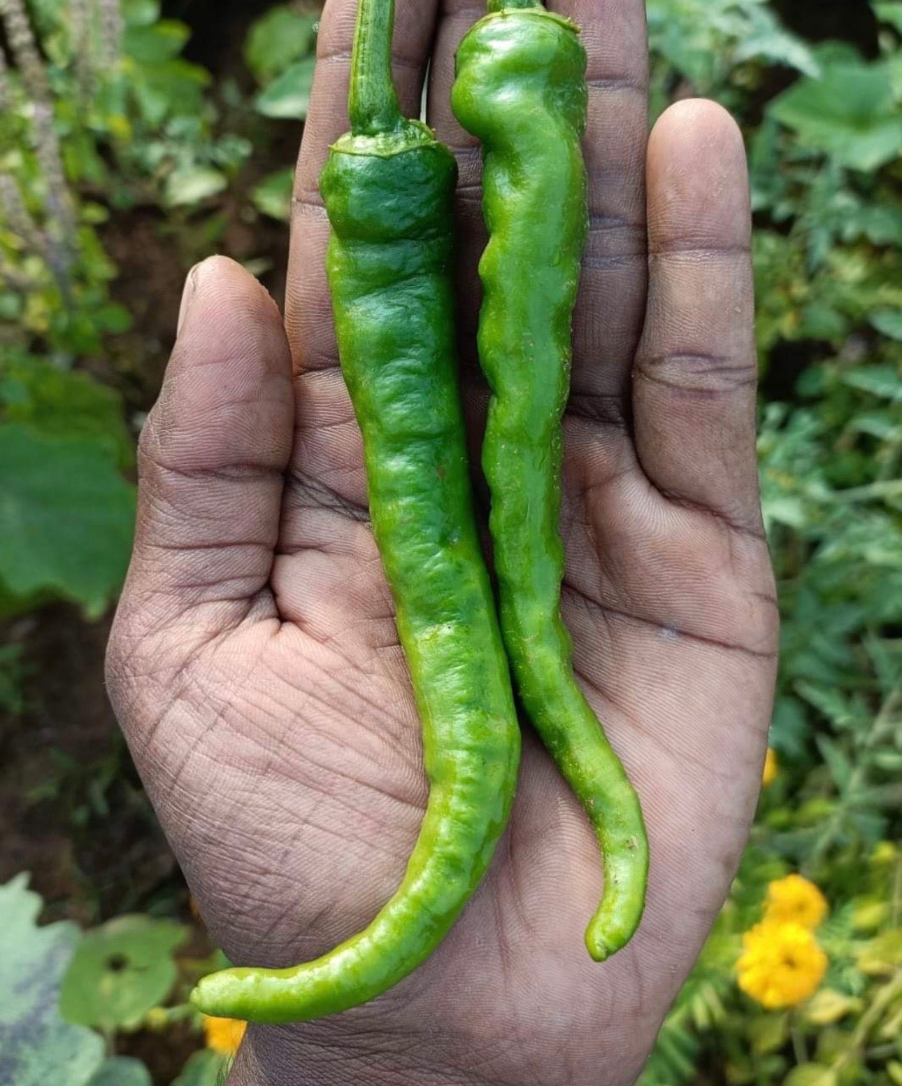 Byagdi chilli