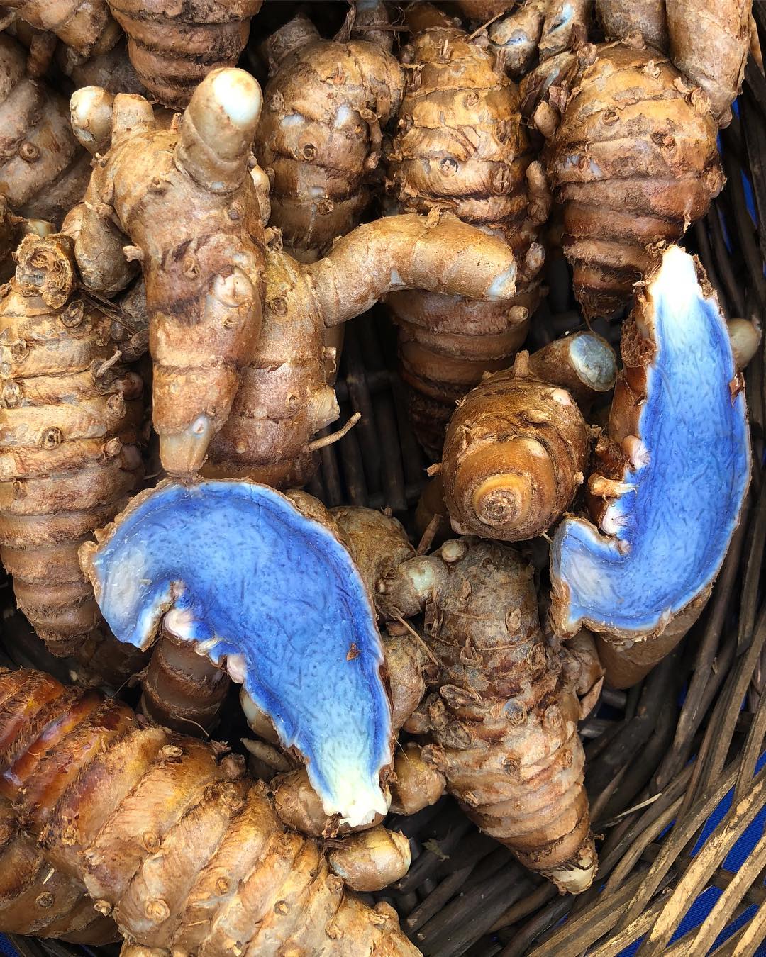 Black turmeric rhizomes