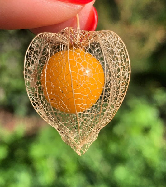 Cape gooseberry ( Rasbhari ) seeds