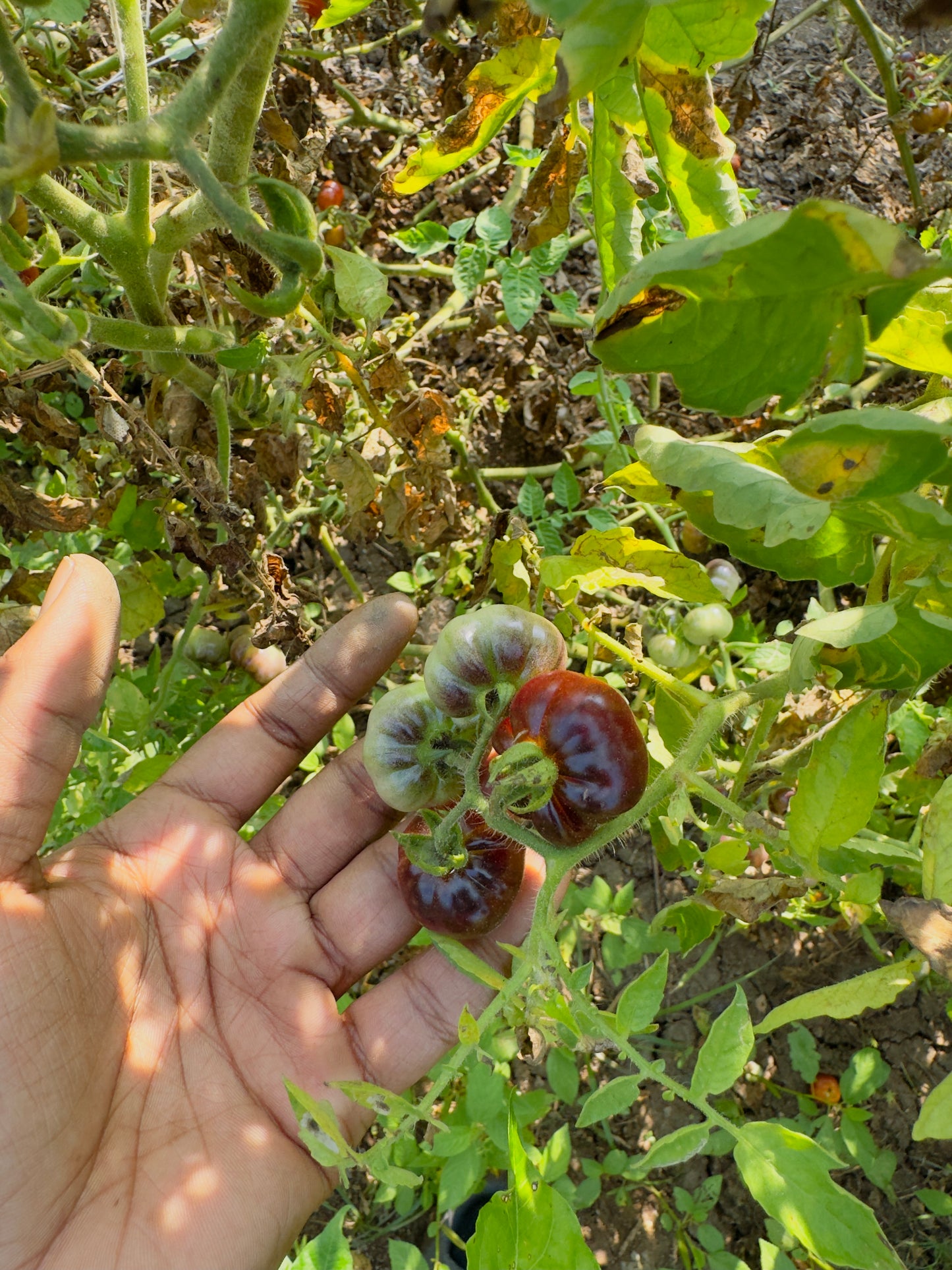 Black ruffeled tomato seeds