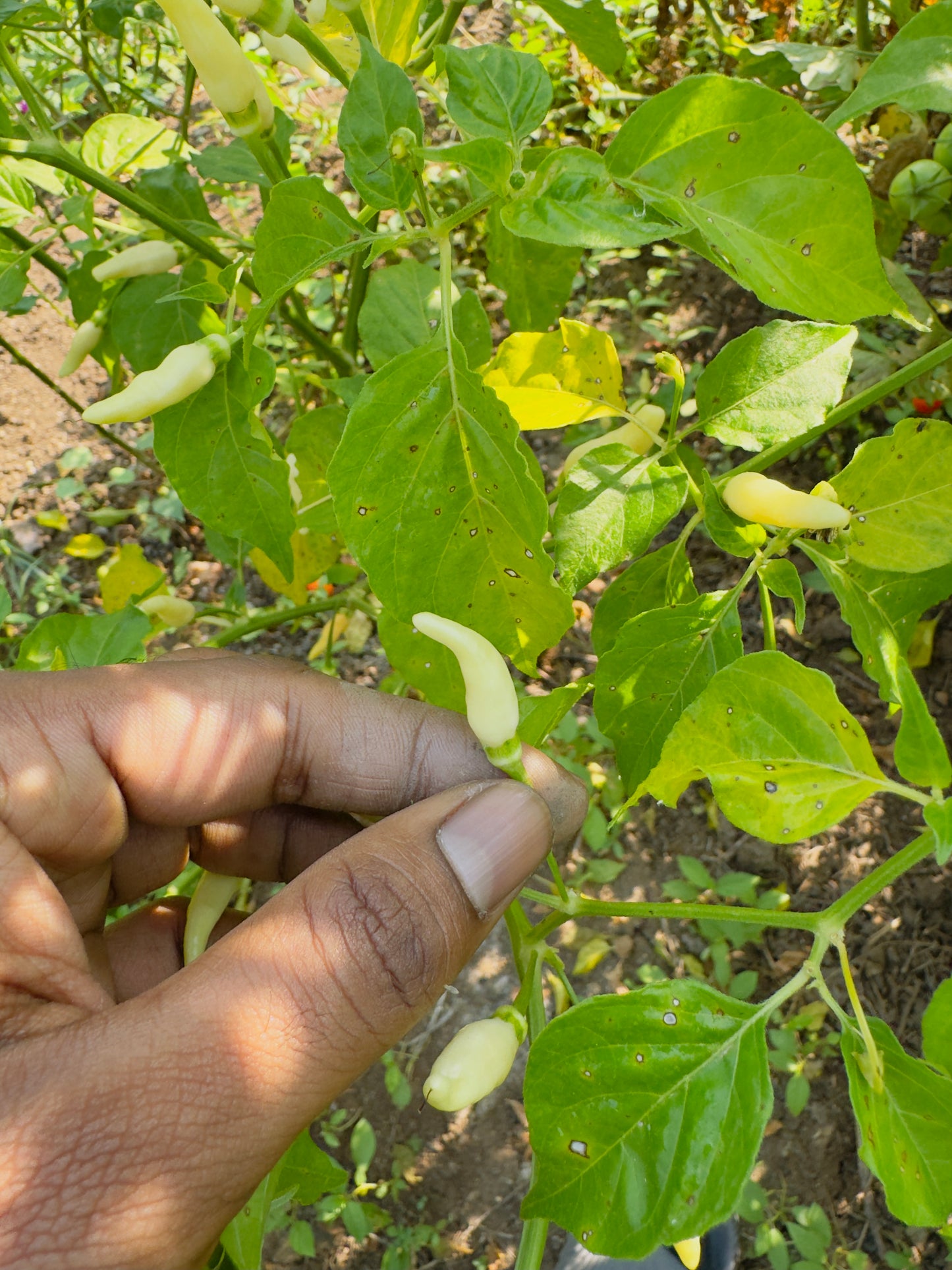 White birds eye chilli