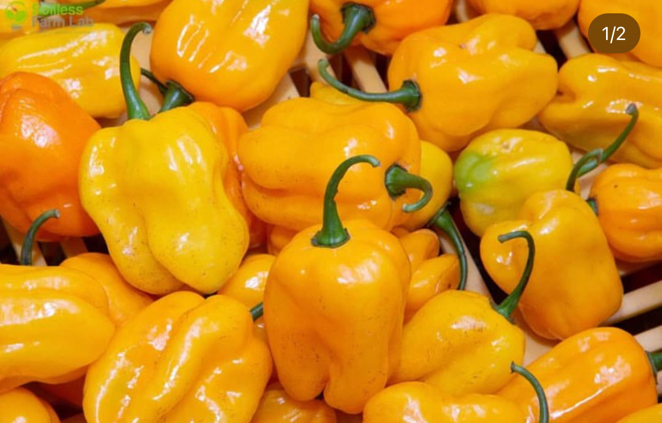 Yellow Habanero seeds