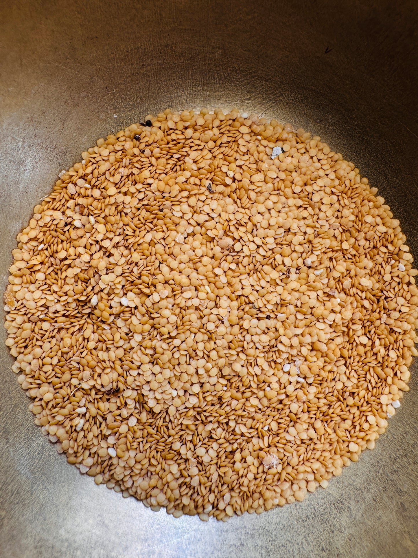 Dwarf tamarillo seeds