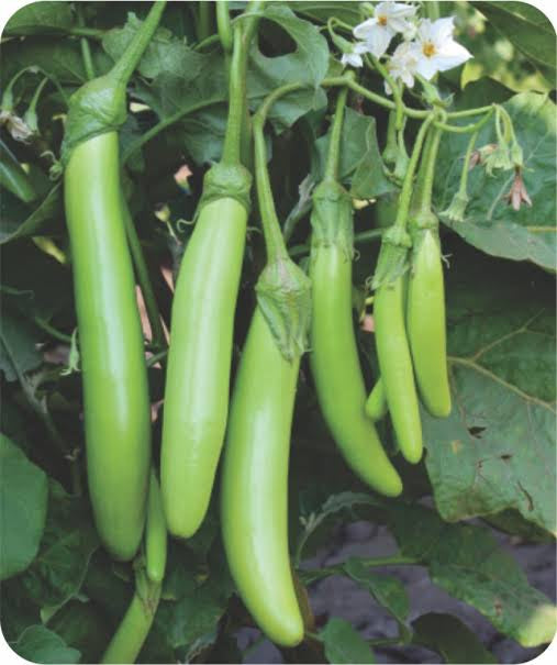 Green long brinjal