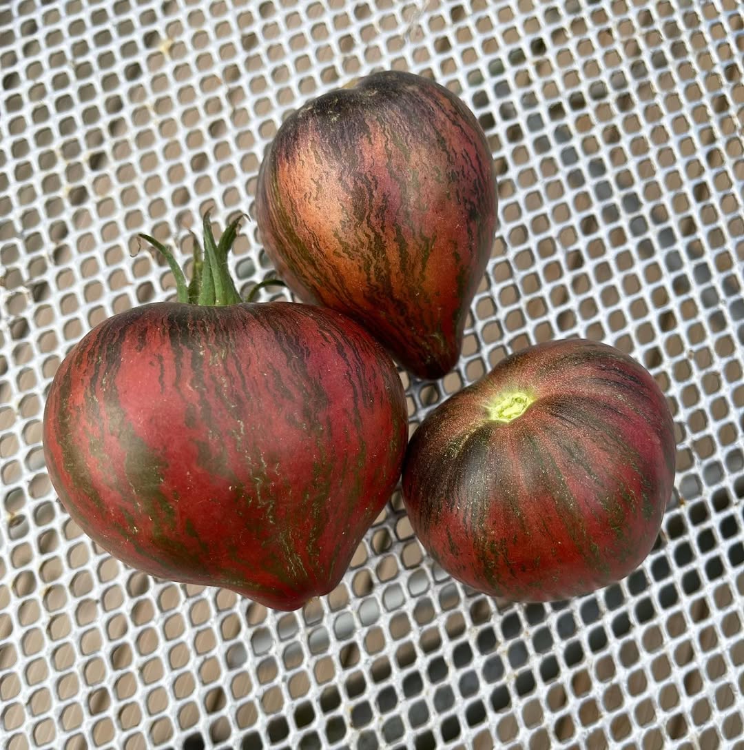 Rebel starfighter prime tomato seeds