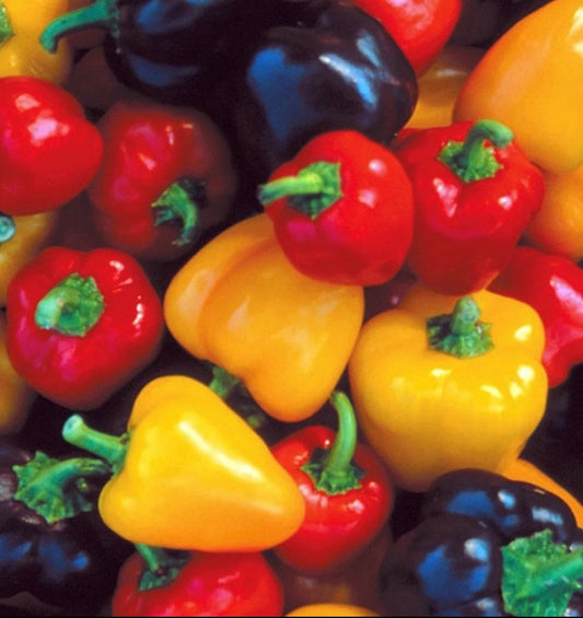 Mini bell pepper mix seeds