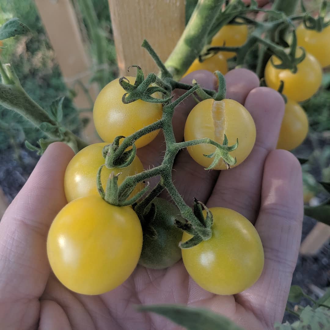 White cherry tomato