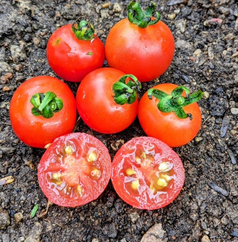 Jamun tomato seeds