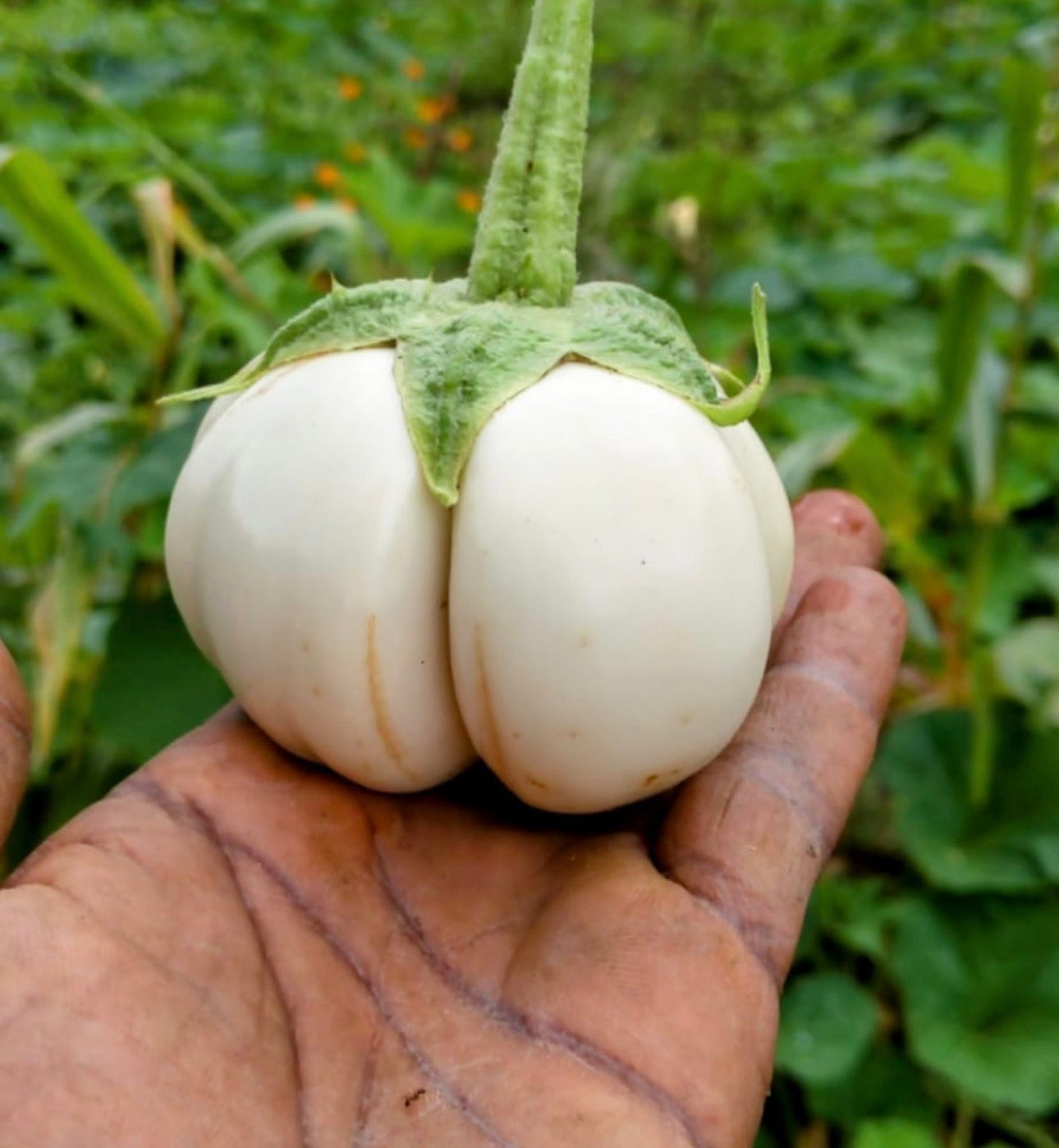 White ribbed brinjal