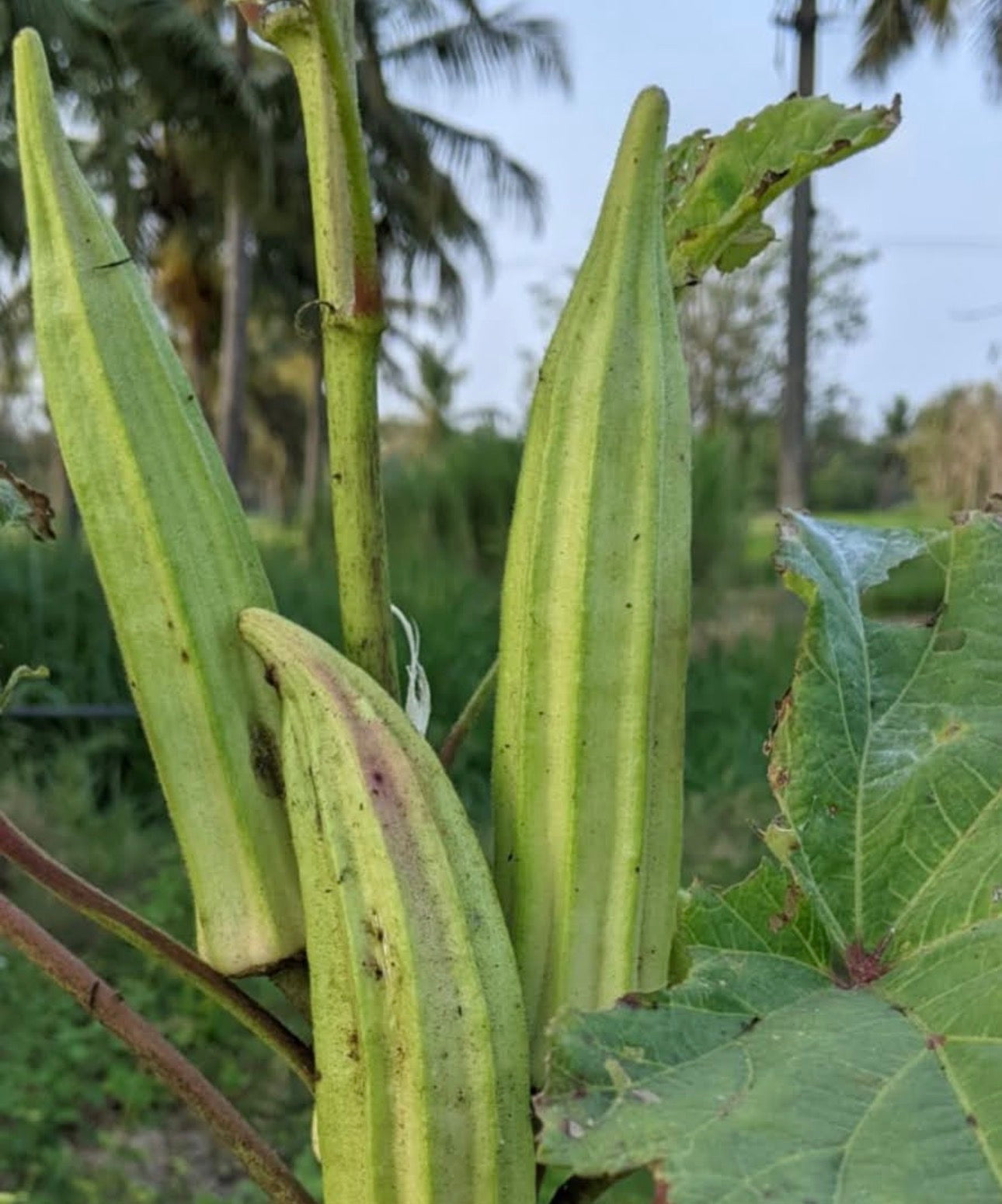 Spiney okra