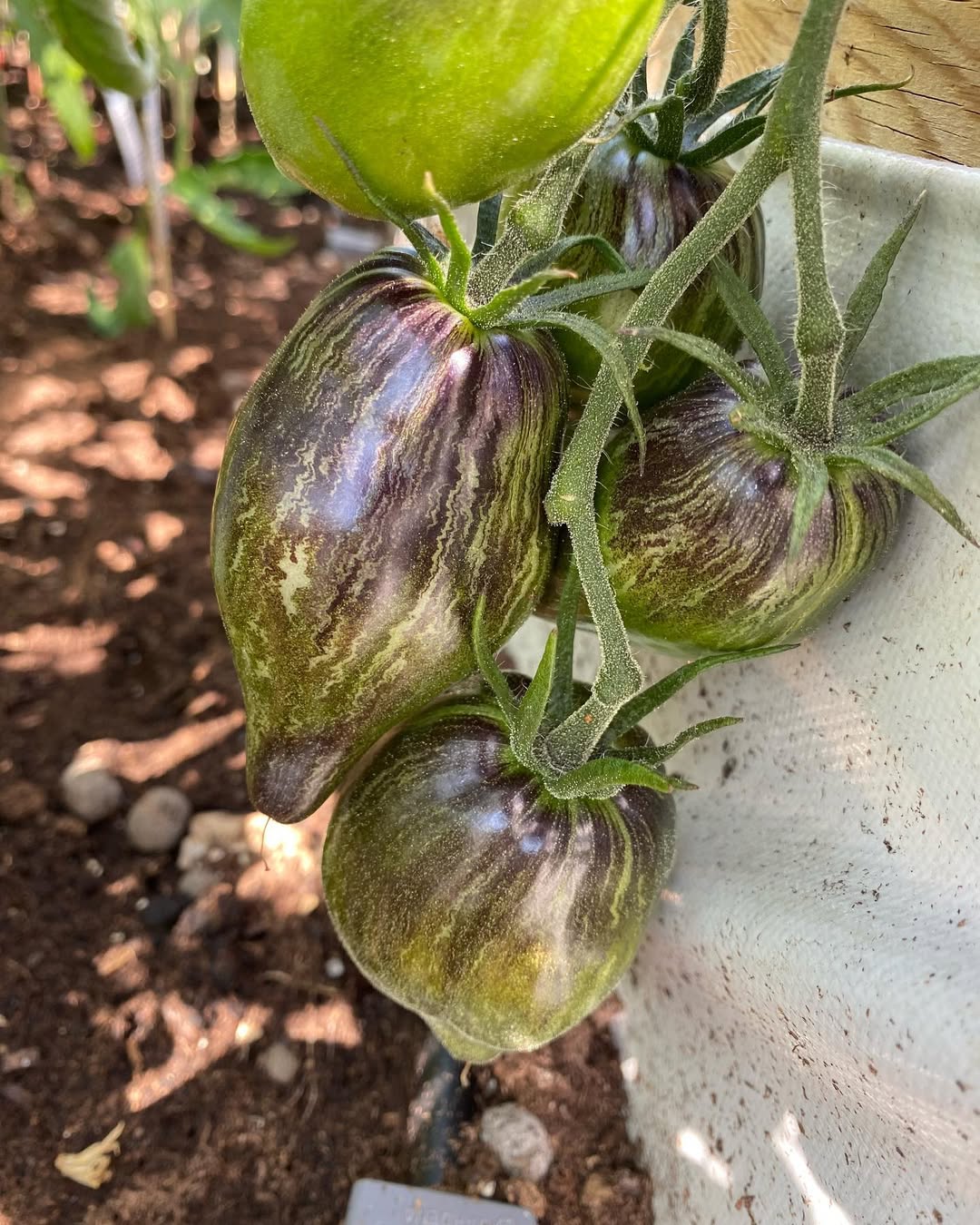 Rebel starfighter vt16 tomato seeds