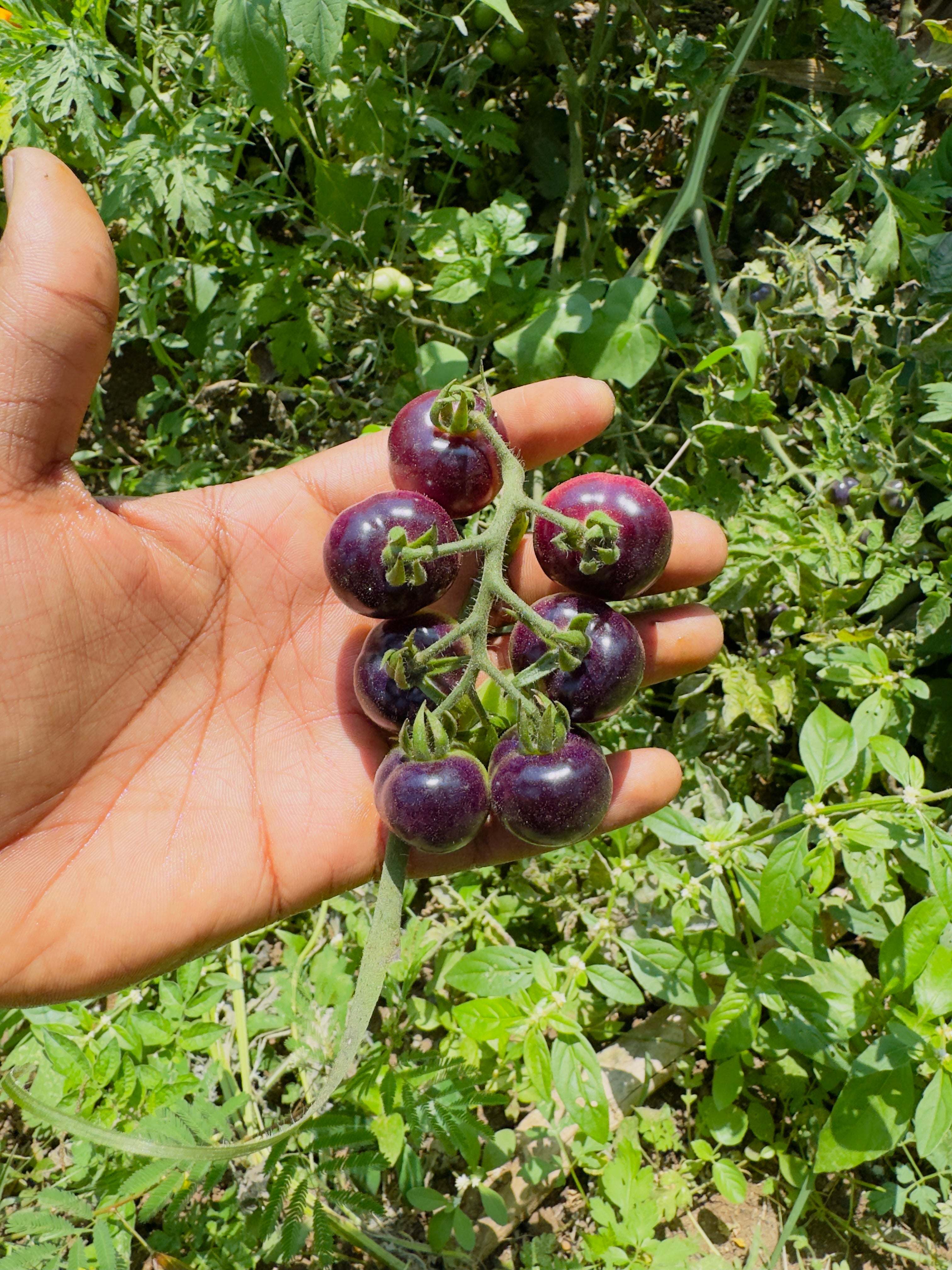 Blueberry tomato seeds – Euphoricgreens