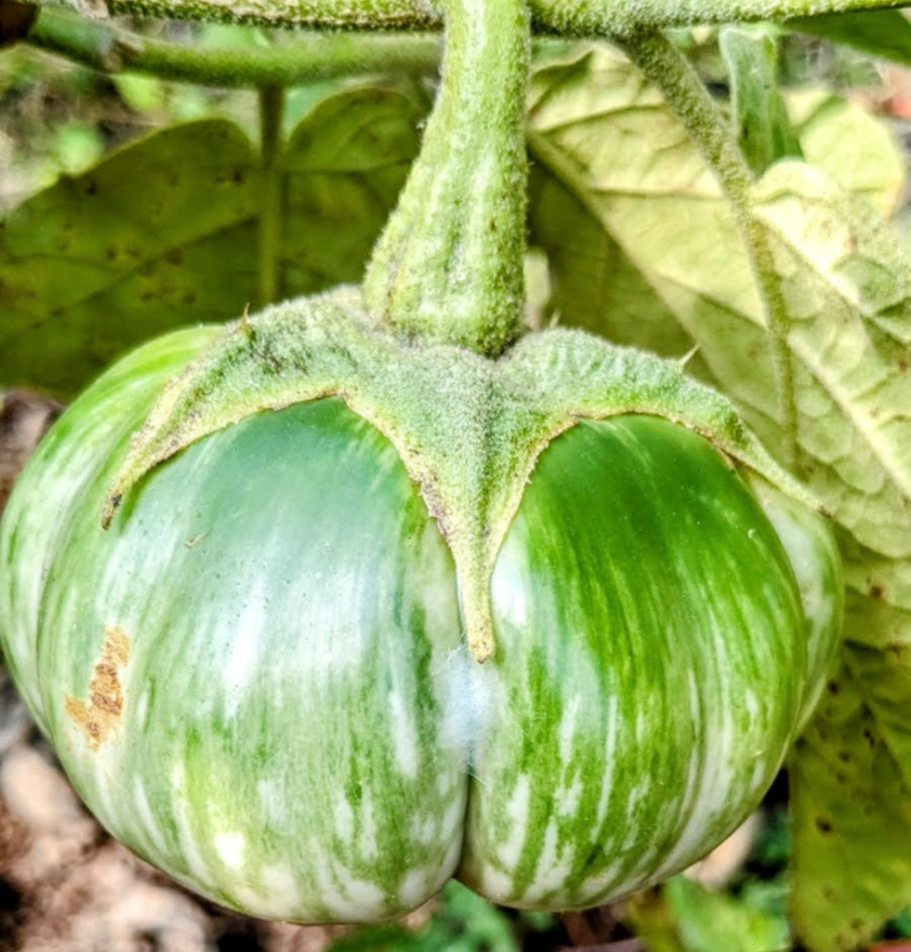 Green ribbed brinjal