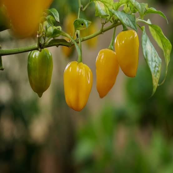 Mango chilli