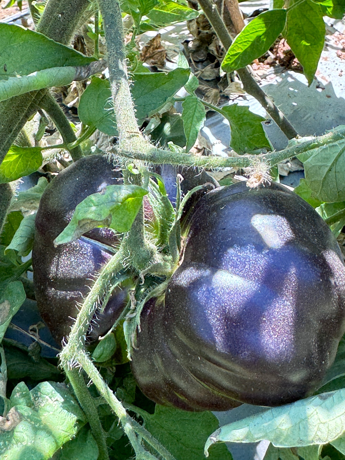 Black Beauty Heirloom Tomato premium Seeds Packet