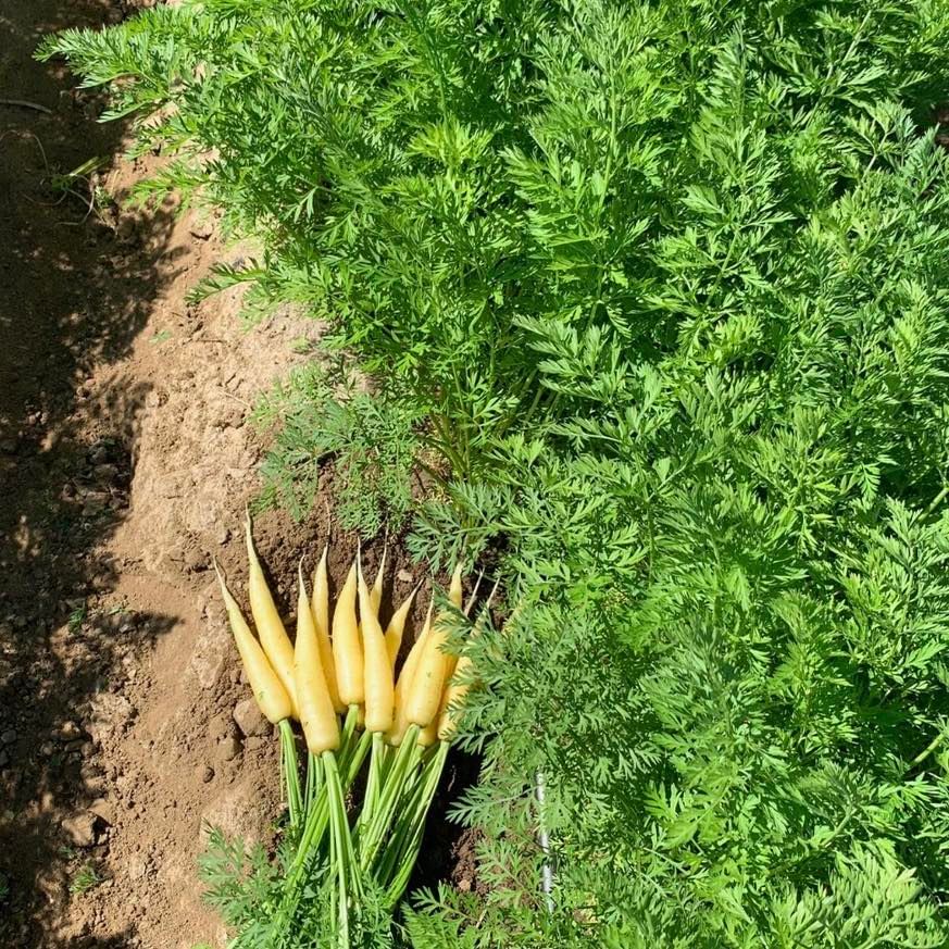 Yellow carrot