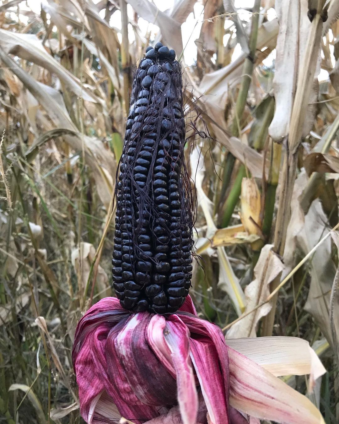 Black corn