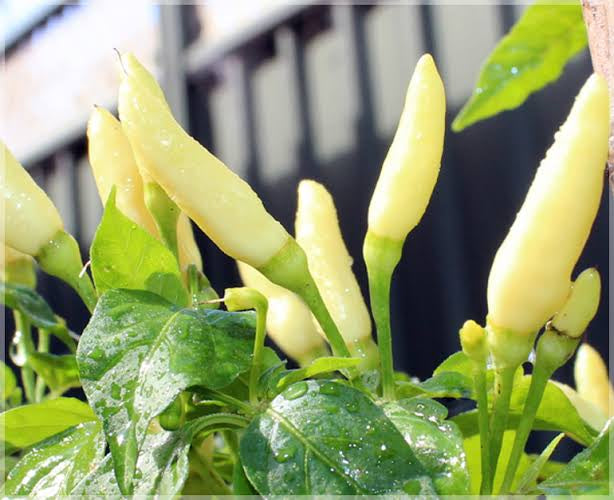 White birds eye chilli